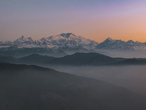 Le thé darjeeling