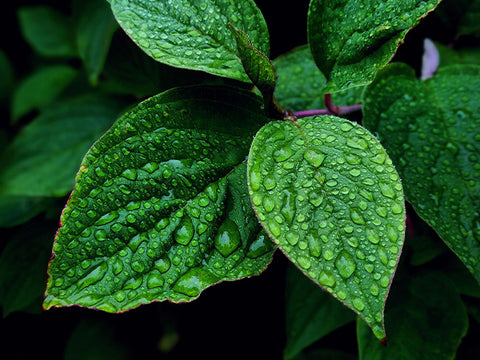 Les bienfaits du thé vert à la menthe